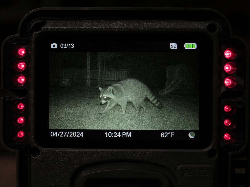 Trail camera recording a raccoon at night